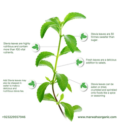 Stevia Powder Organic