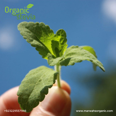 Stevia Powder Organic